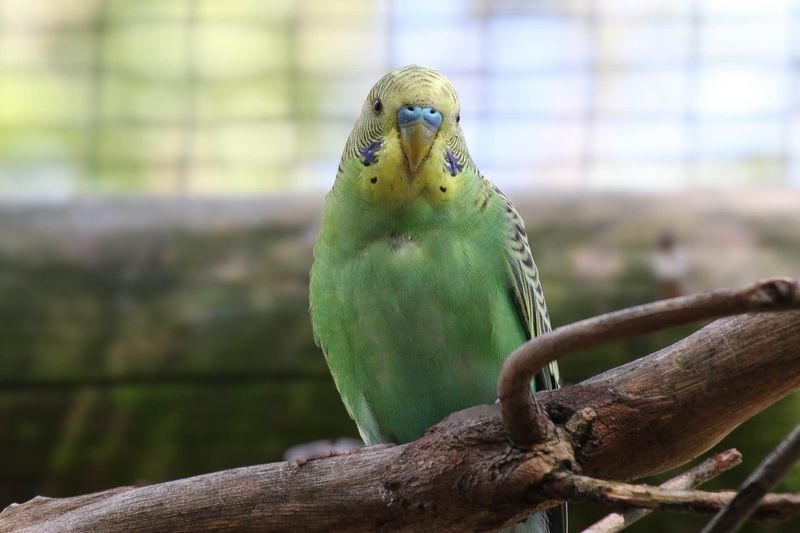 Budgerigars