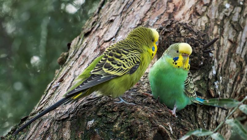 Budgerigars