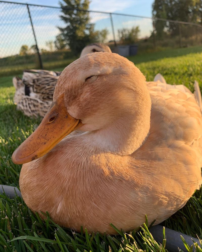 Buff Orpington Duck