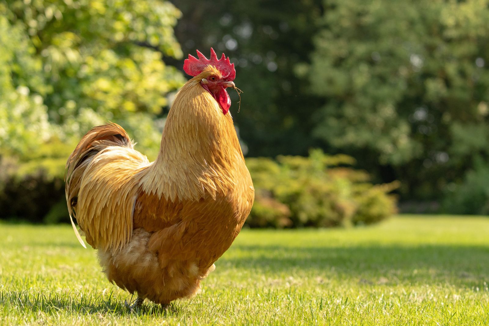 Buff Orpington chicken