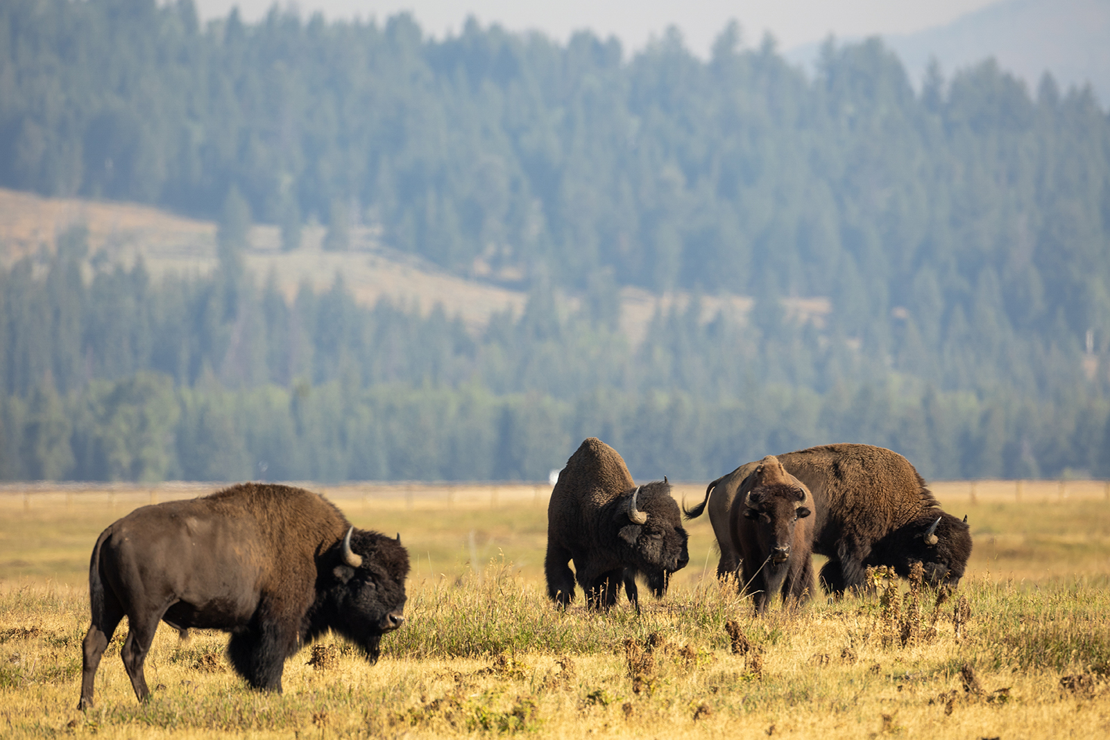 buffalo animals outdoor