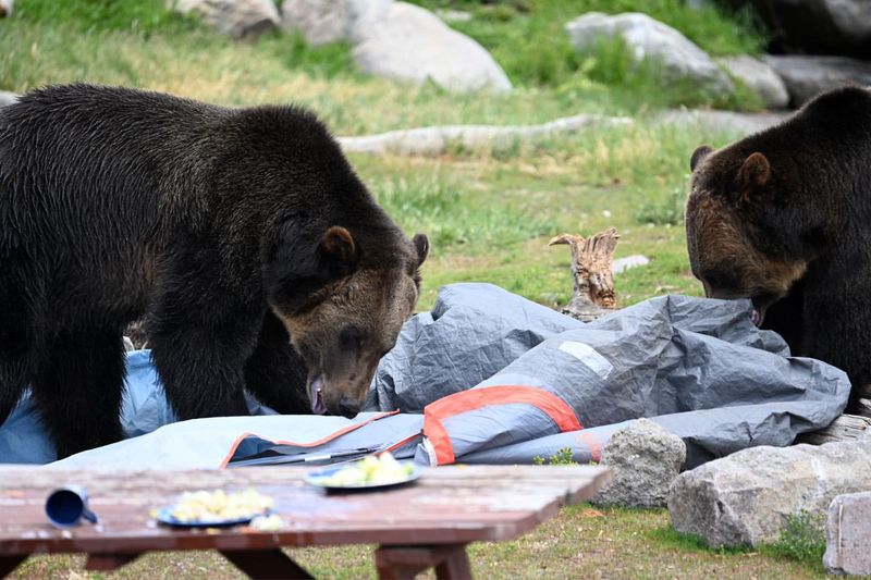 Building a Bear-Safe Campsite