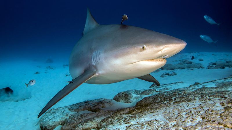 Bull Shark