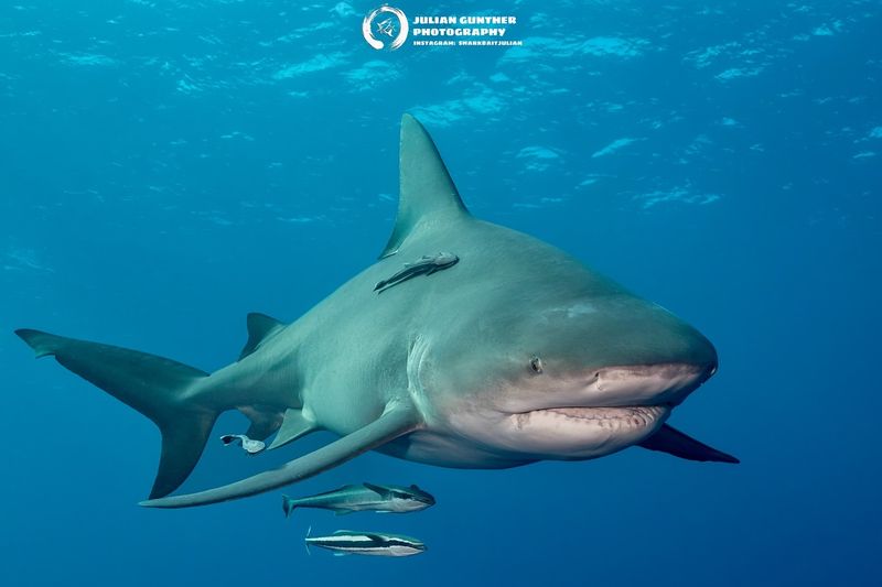 Bull Shark