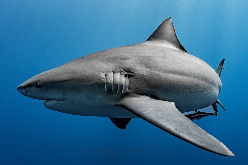 Bull Shark (Brisbane River, Australia)