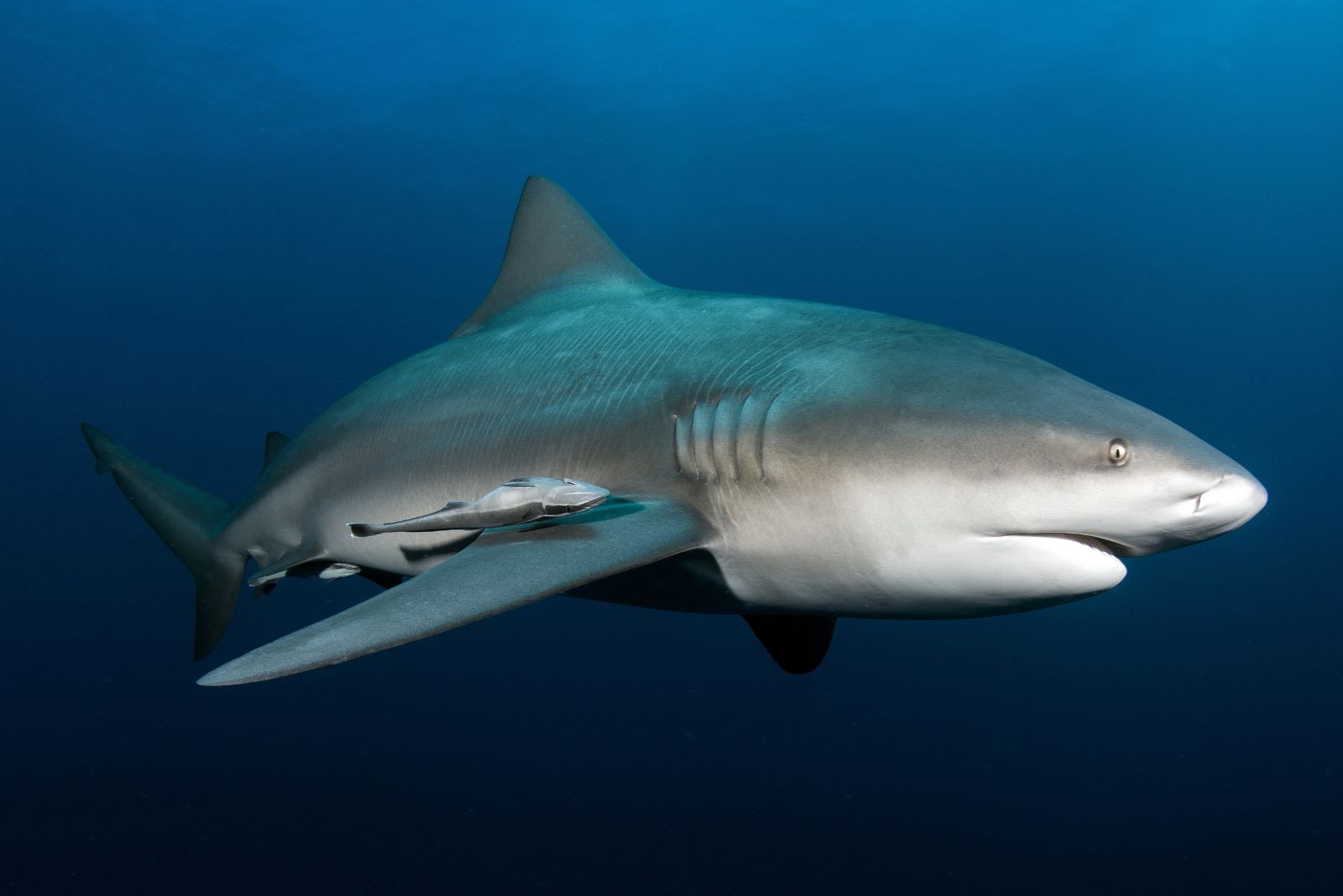 Bull Shark