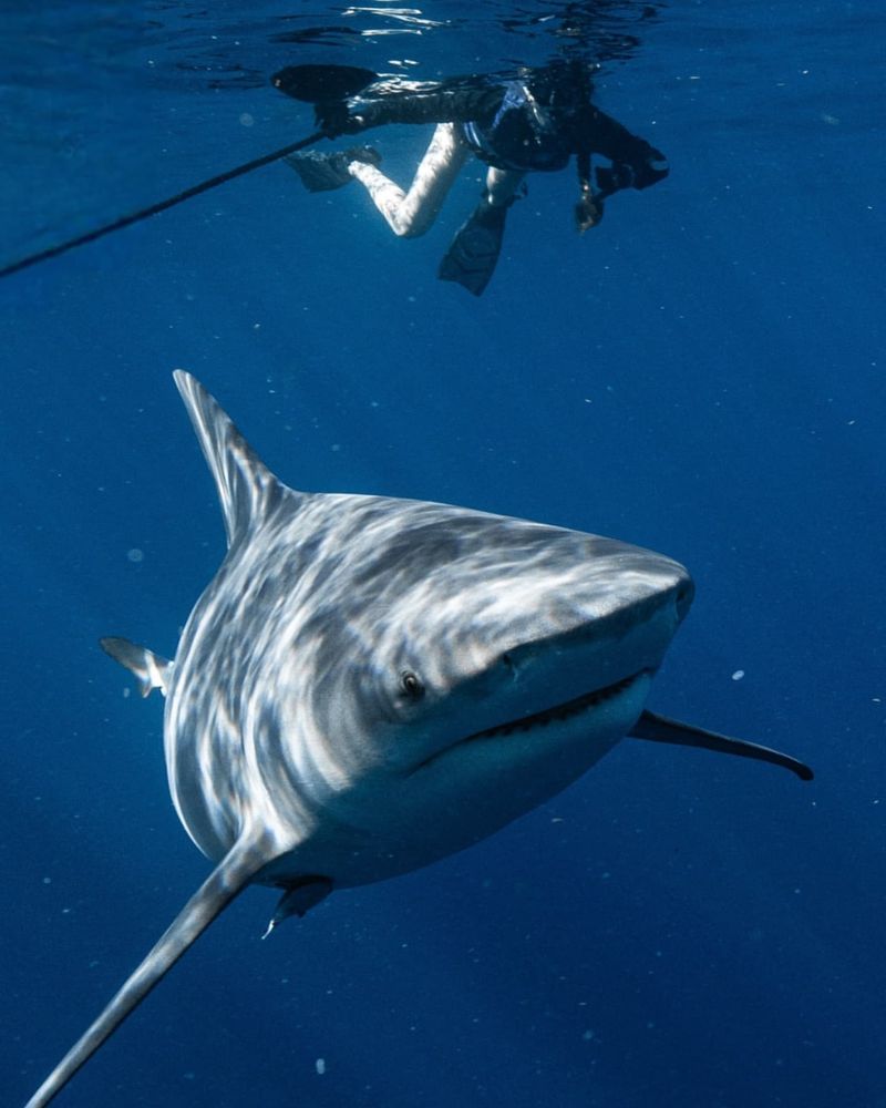 Bull Sharks' Lifespan and Growth