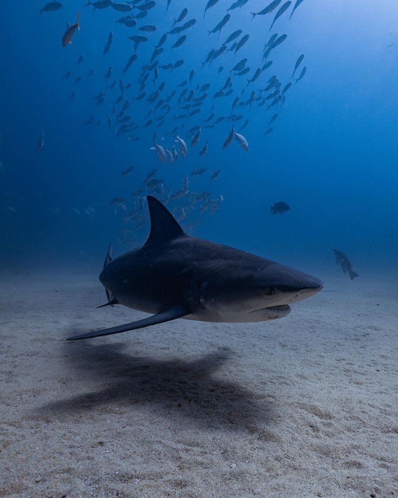 Bull Sharks in Popular Media