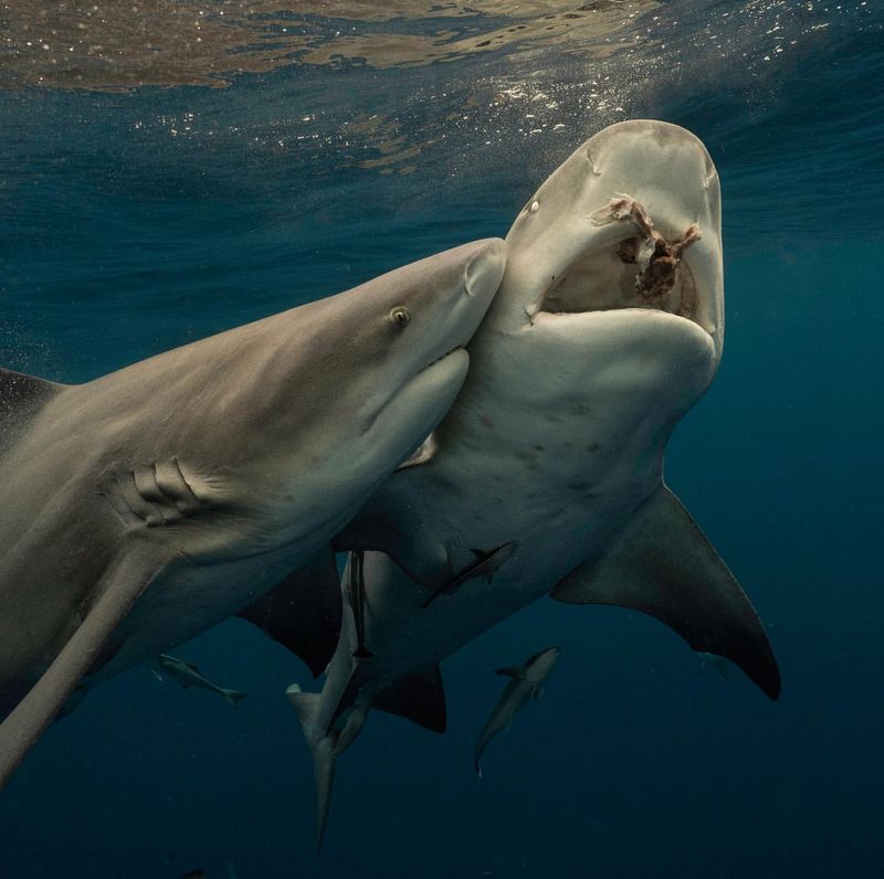 Bull Sharks' Unique Reproduction