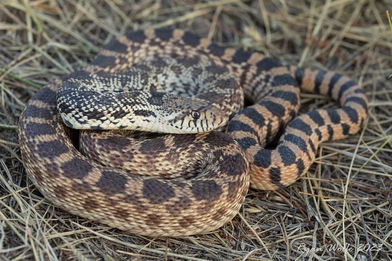 Bull Snake