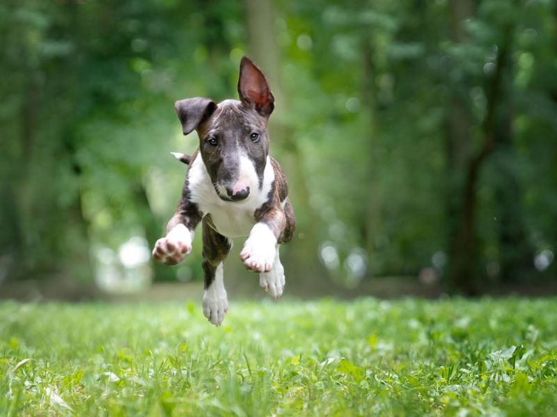 Bull Terrier