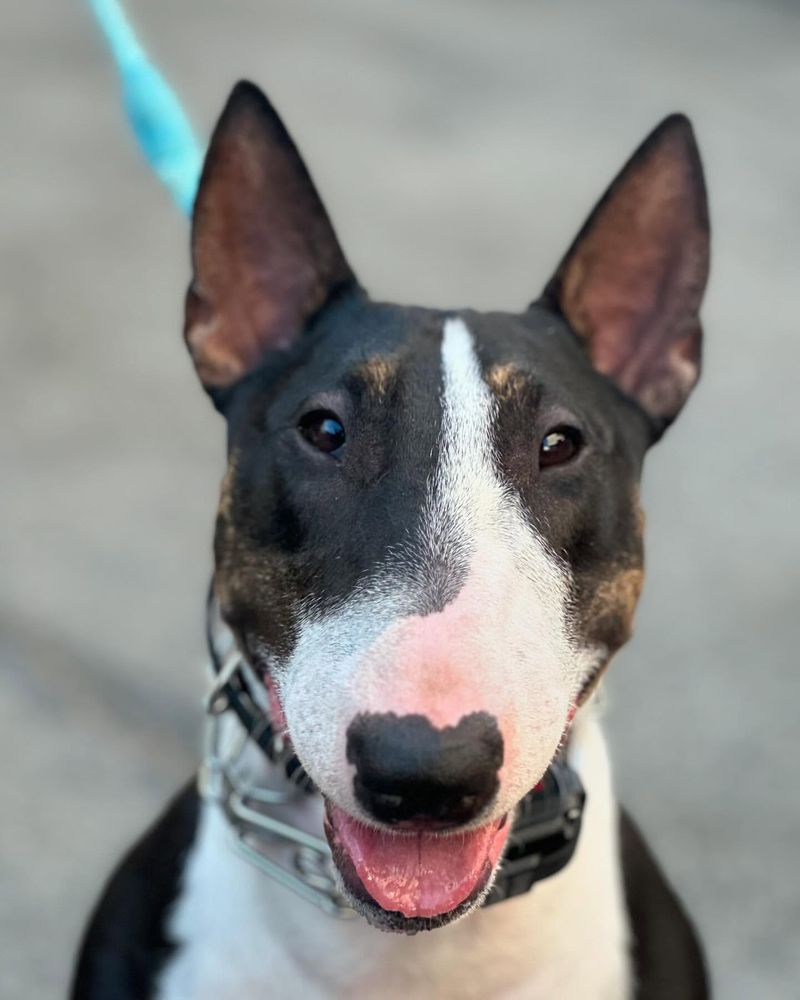 Bull Terrier