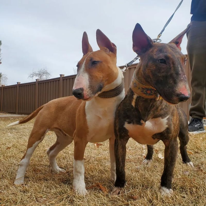 Bull Terrier