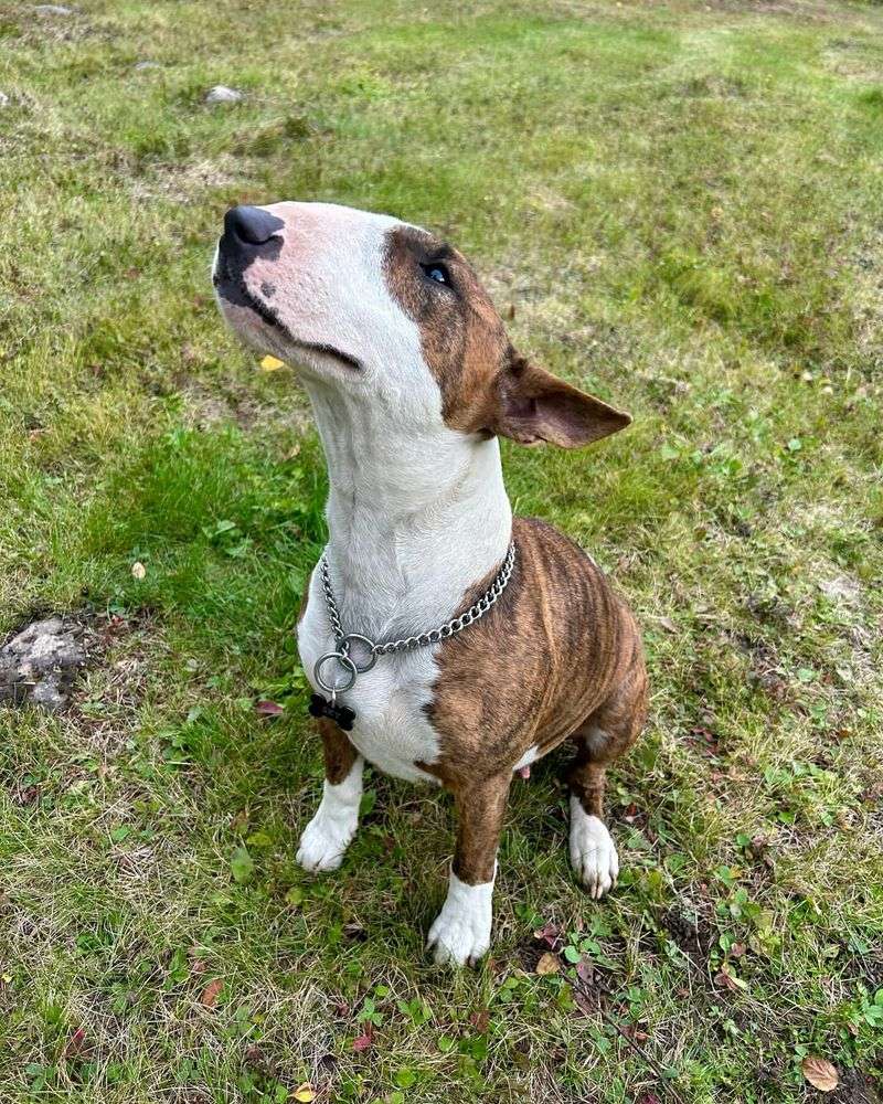 Bull Terrier