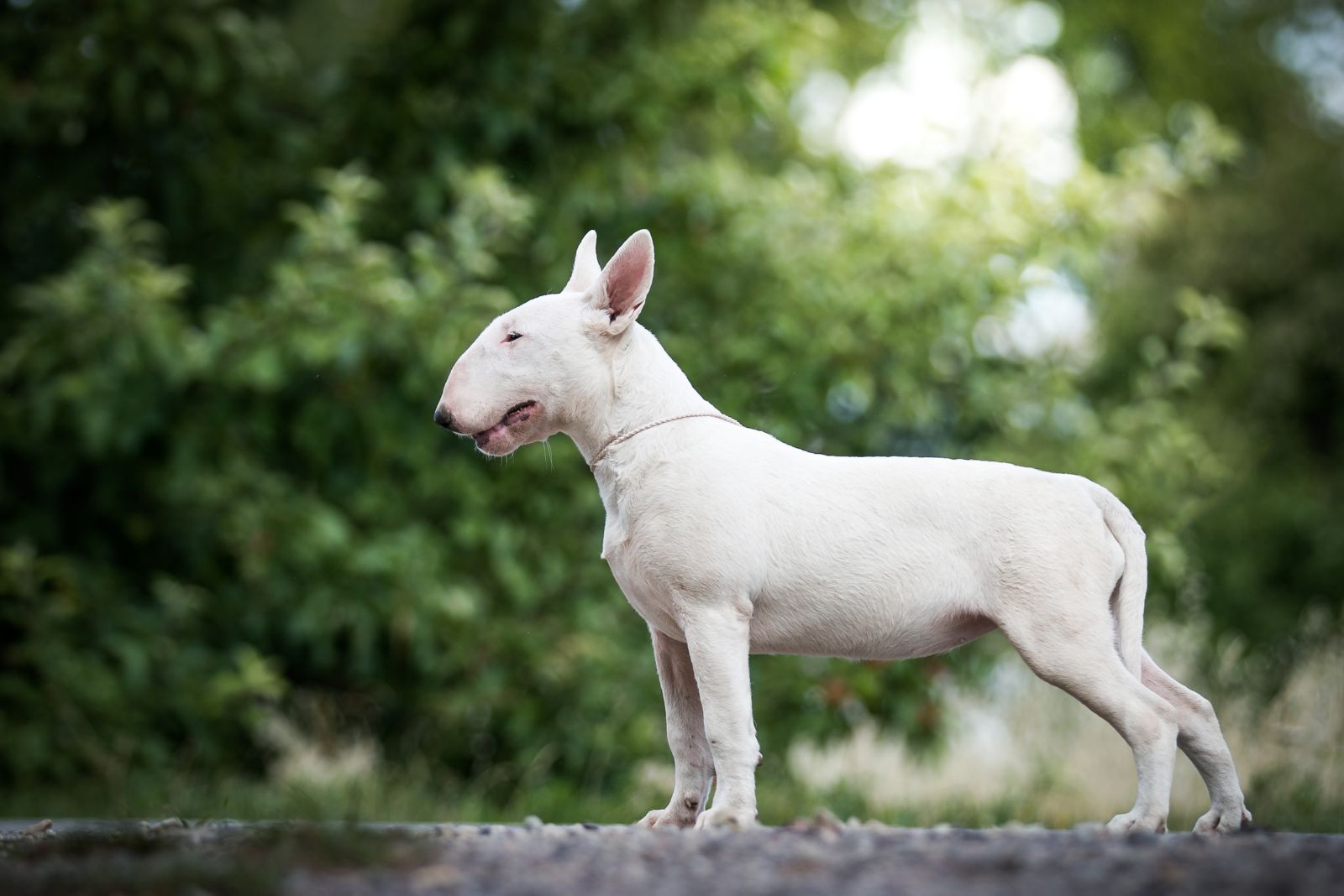 Bull Terrier