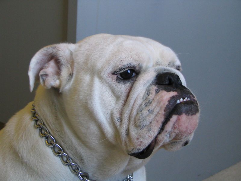 Bulldog