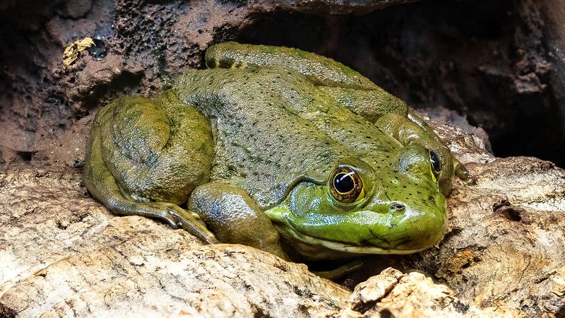 Bullfrog