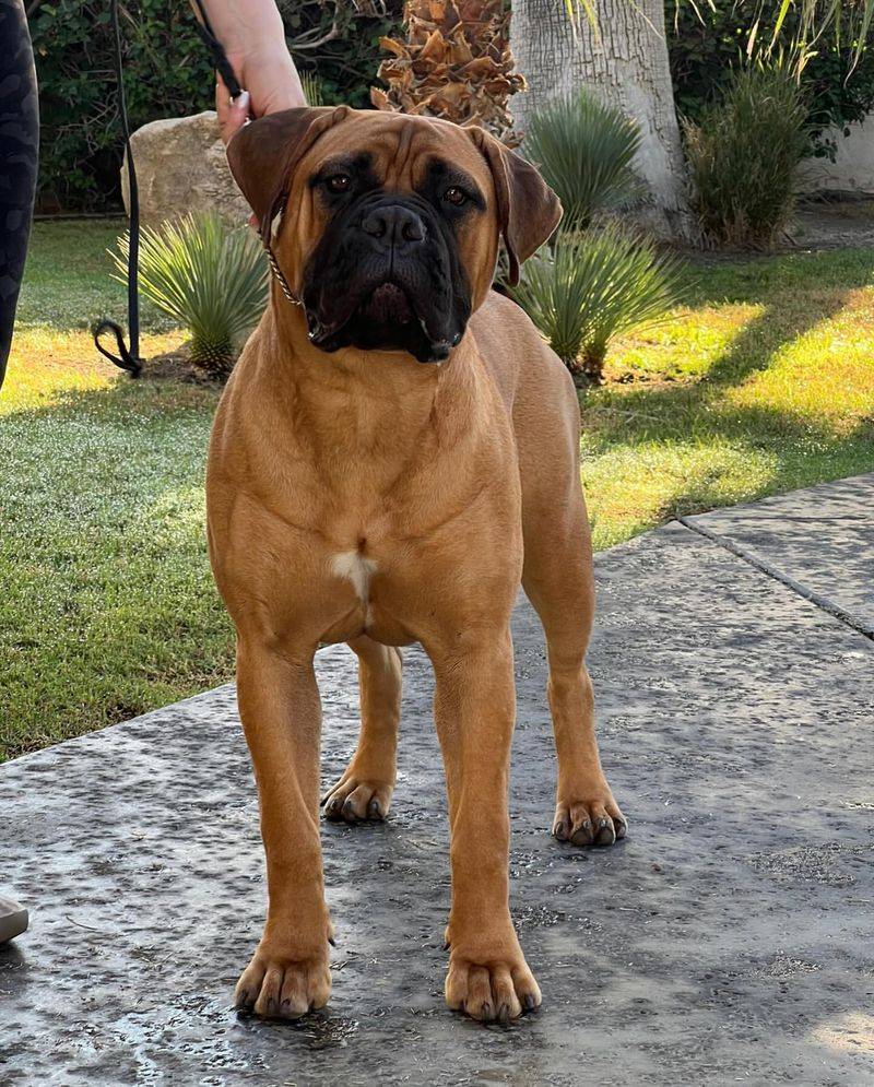 Bullmastiff