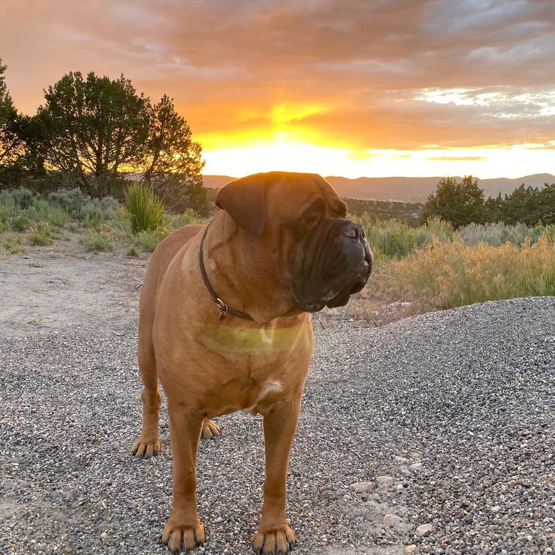 Bullmastiff