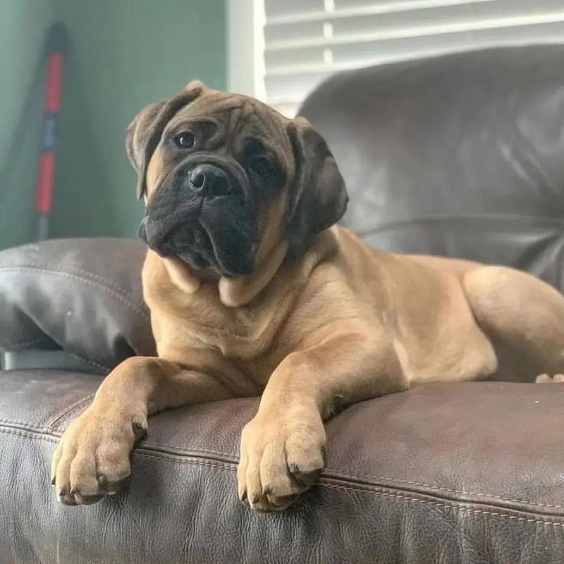 Bullmastiff