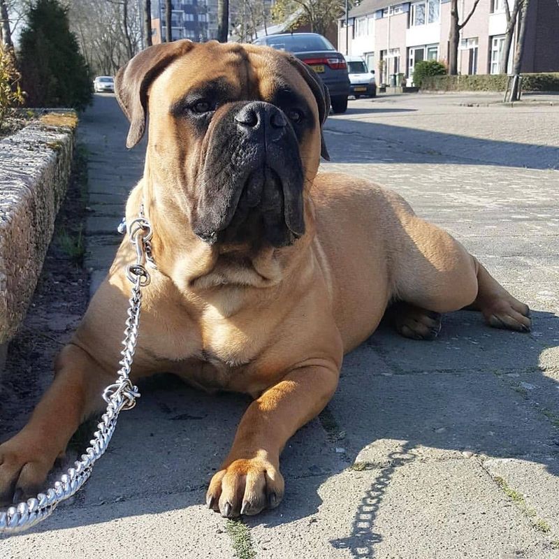 Bullmastiff