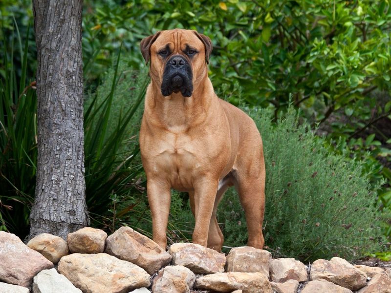 Bullmastiff