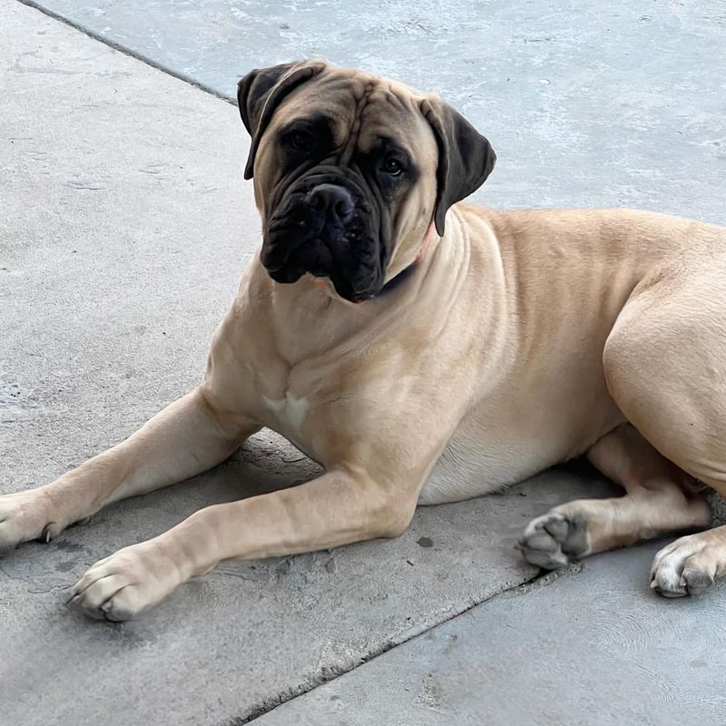 Bullmastiff