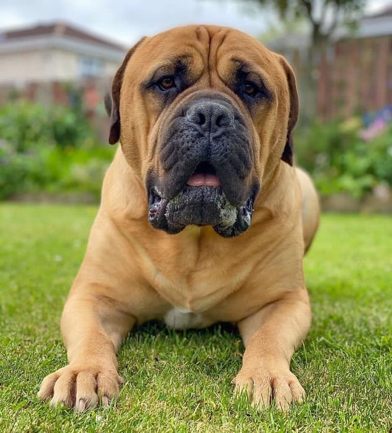 Bullmastiff