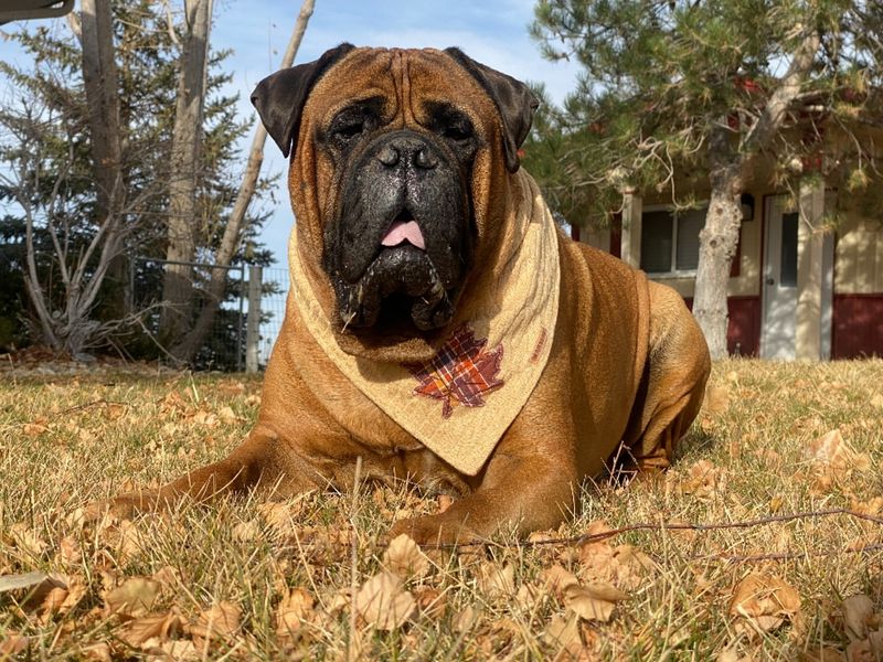 Bullmastiff