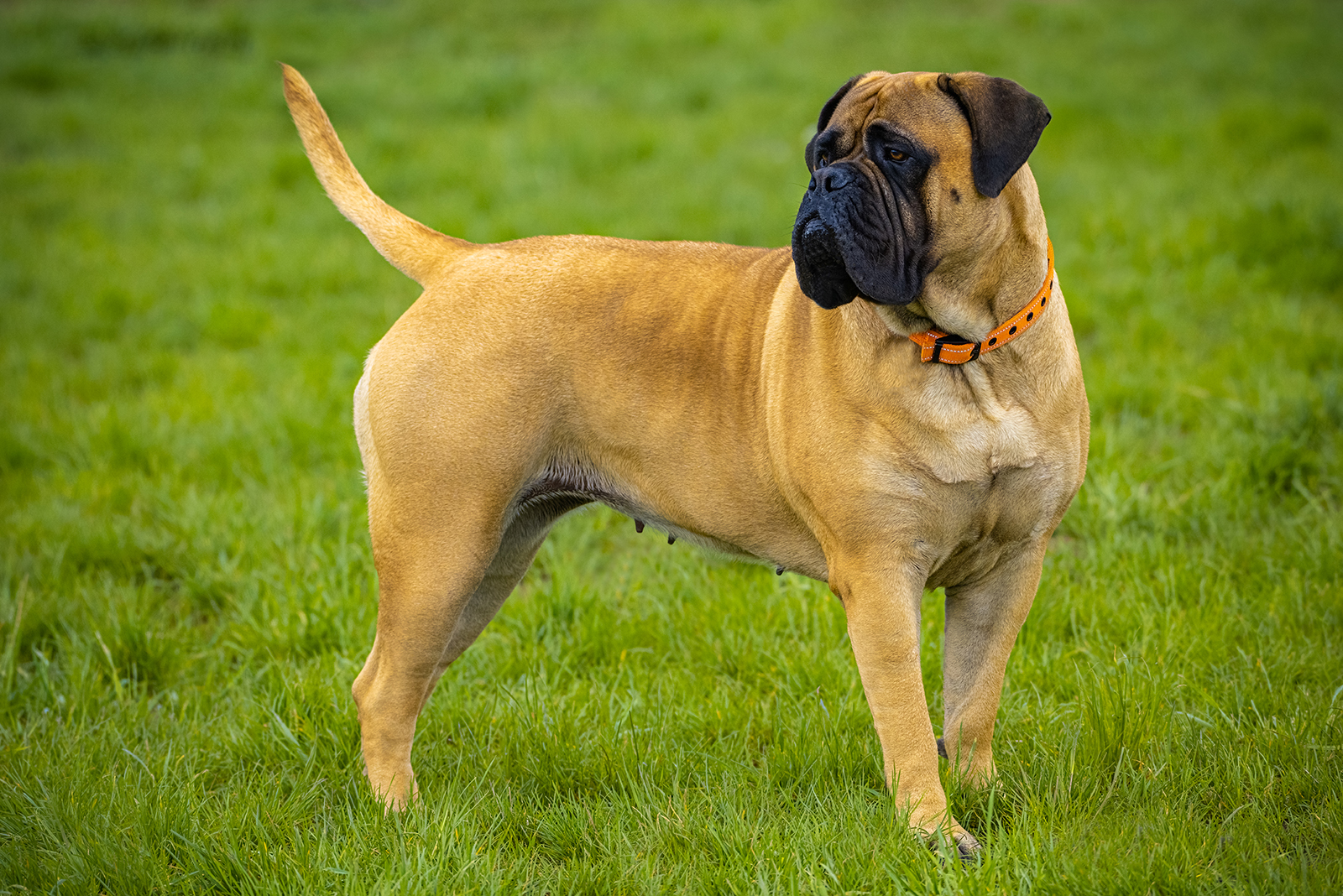 bullmastiff dog on the grass