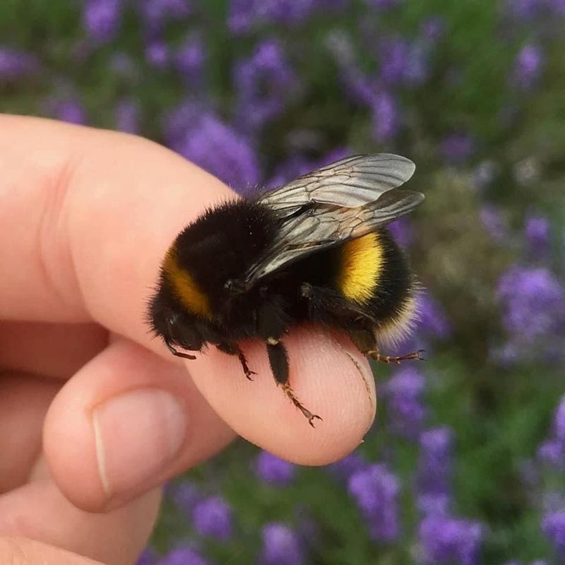 Bumblebees: The Fuzzy Giants