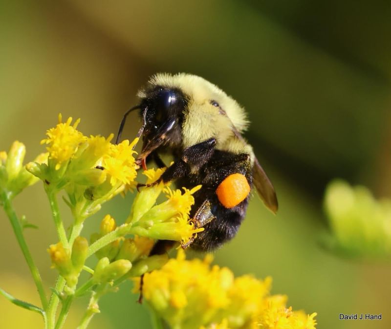 Bumblebees