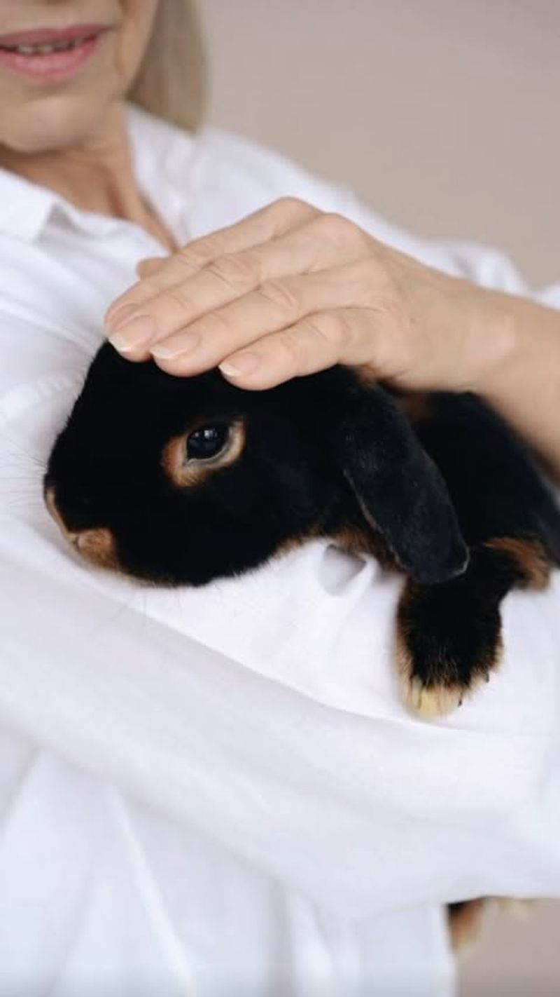 Bunnies in Therapy