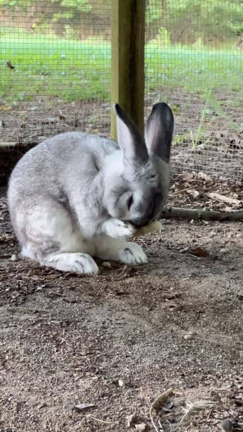 Bunny Burrows