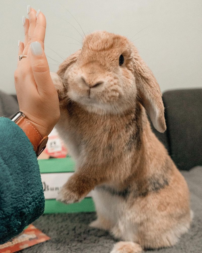 Bunny Communication