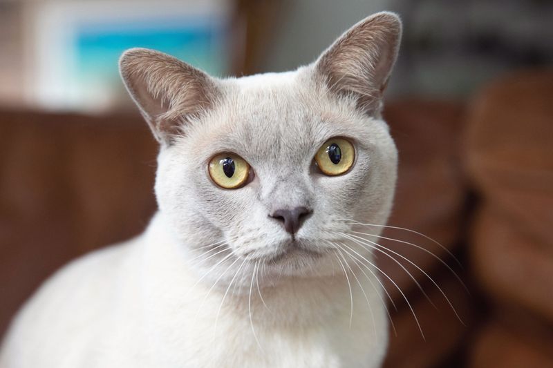 Burmese Cat