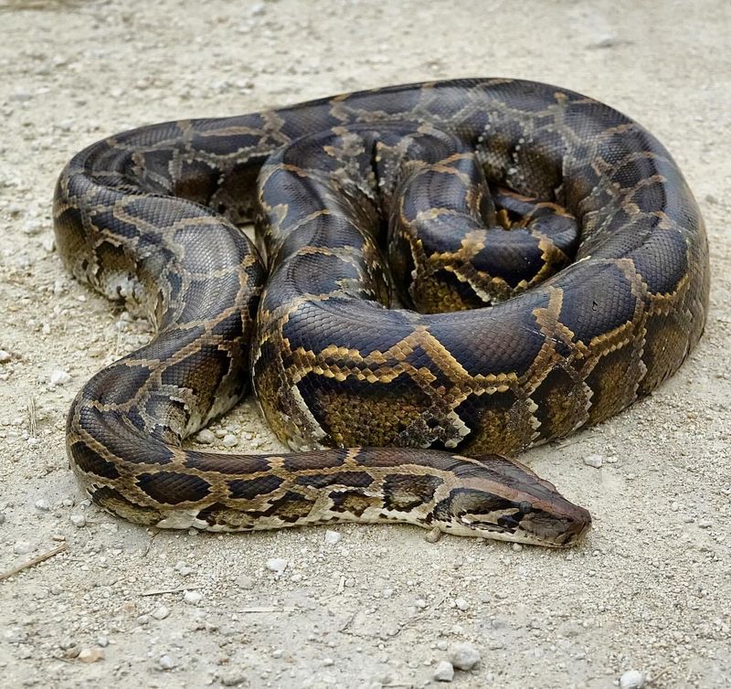 Burmese Python