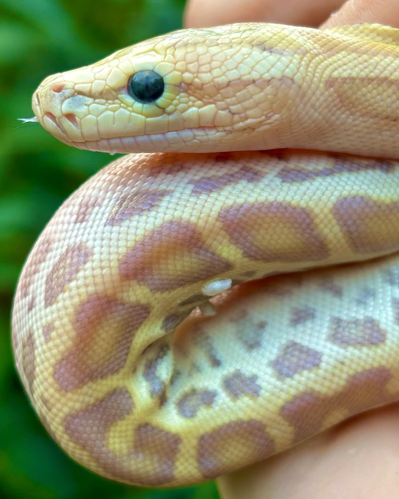 Burmese Python (Baby)