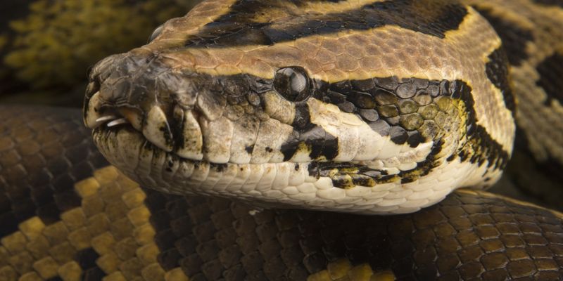 Burmese Python