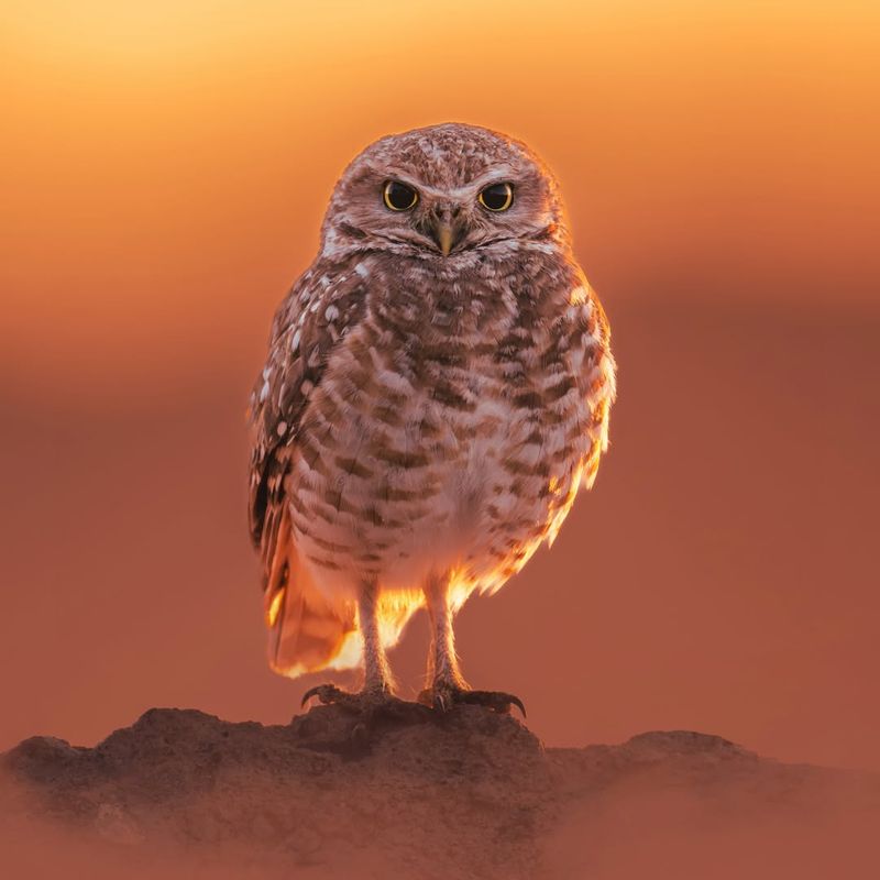 Burrowing Owl