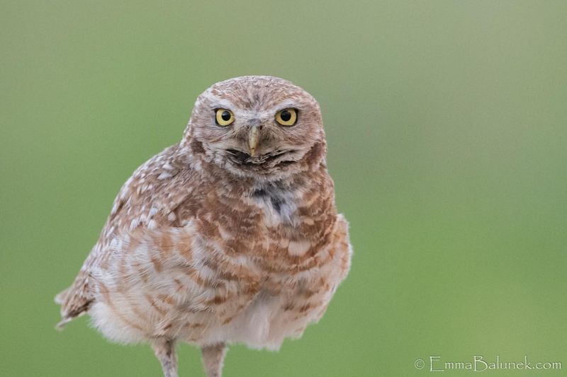 Burrowing Owl