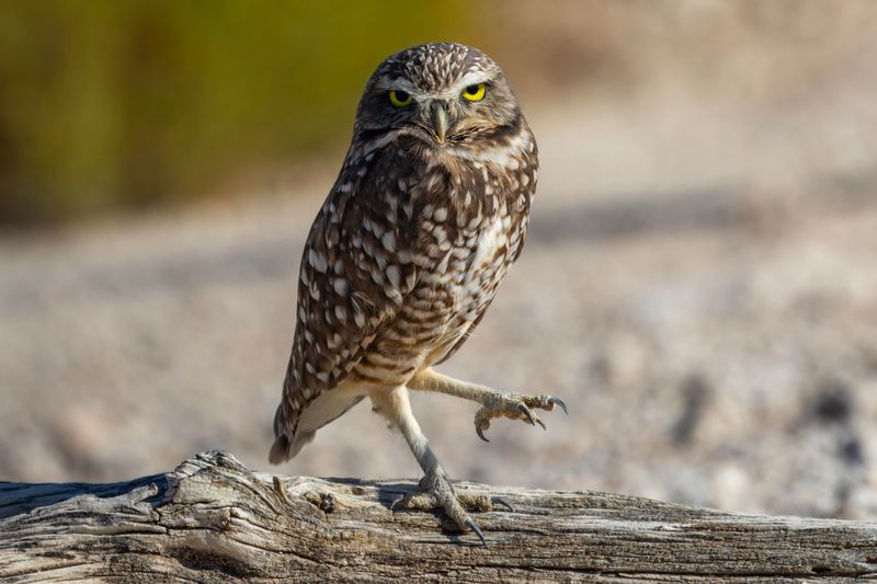 Burrowing Owl