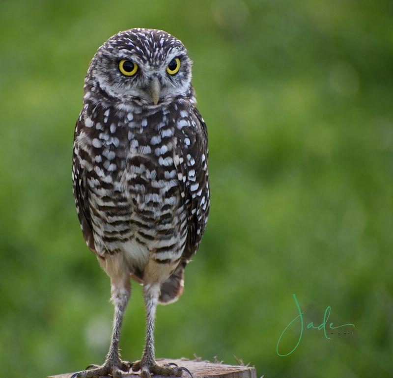 Burrowing Owl