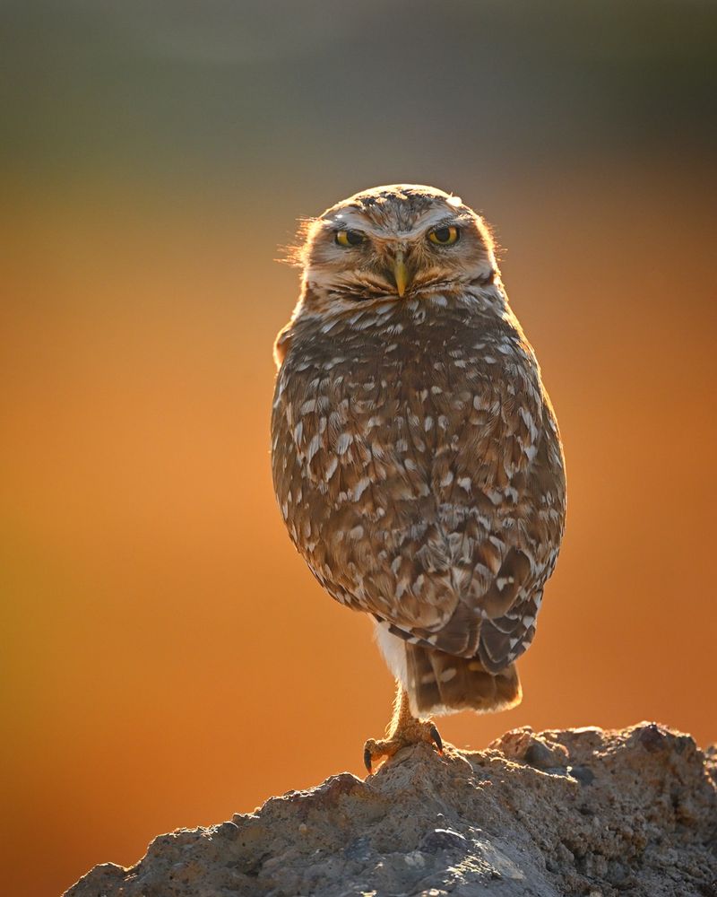 Burrowing Owl