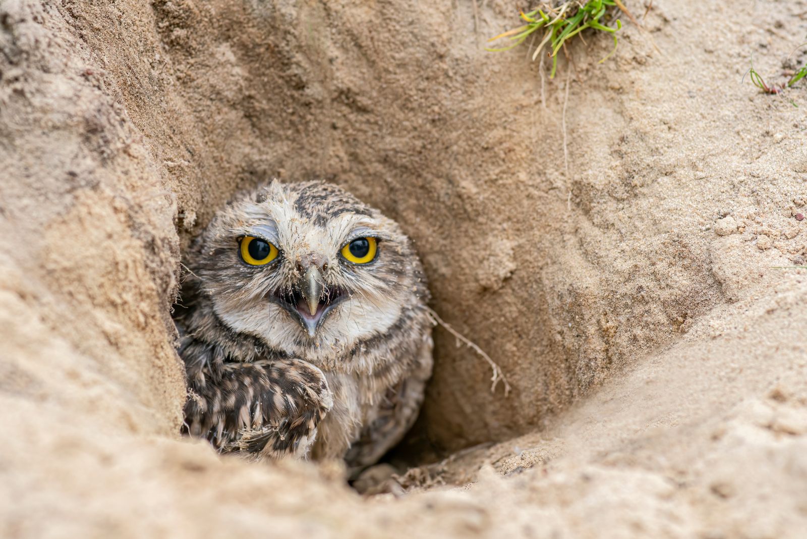 Burrowing Owl