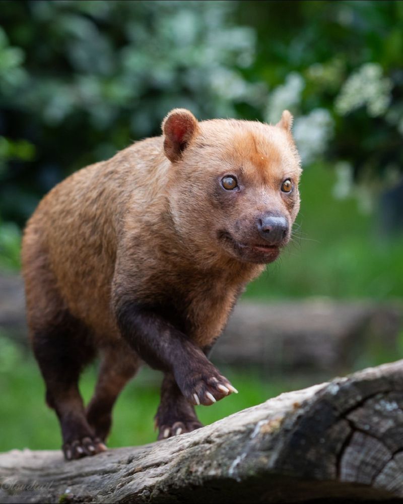 Bush Dog