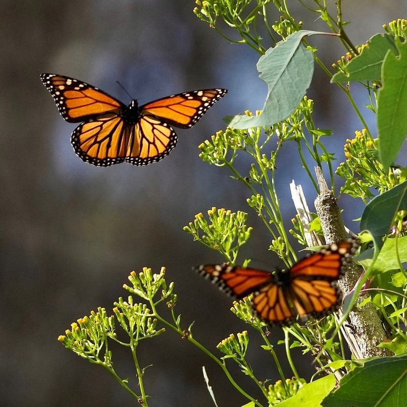 Butterflies and Climate Change