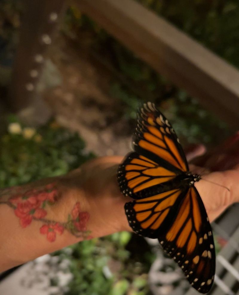 Butterflies and Human Connection