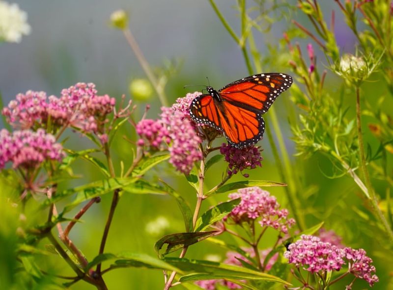 Butterflies and Pollination