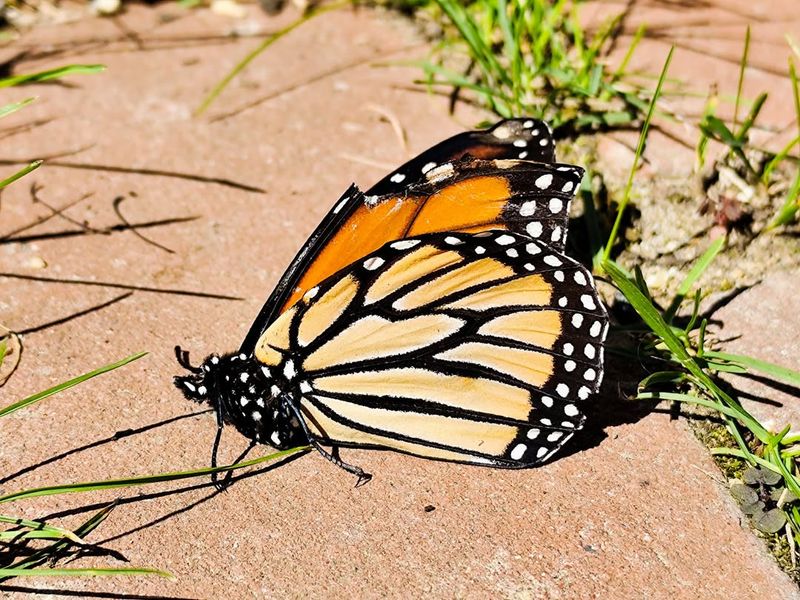 Butterflies in Urban Environments